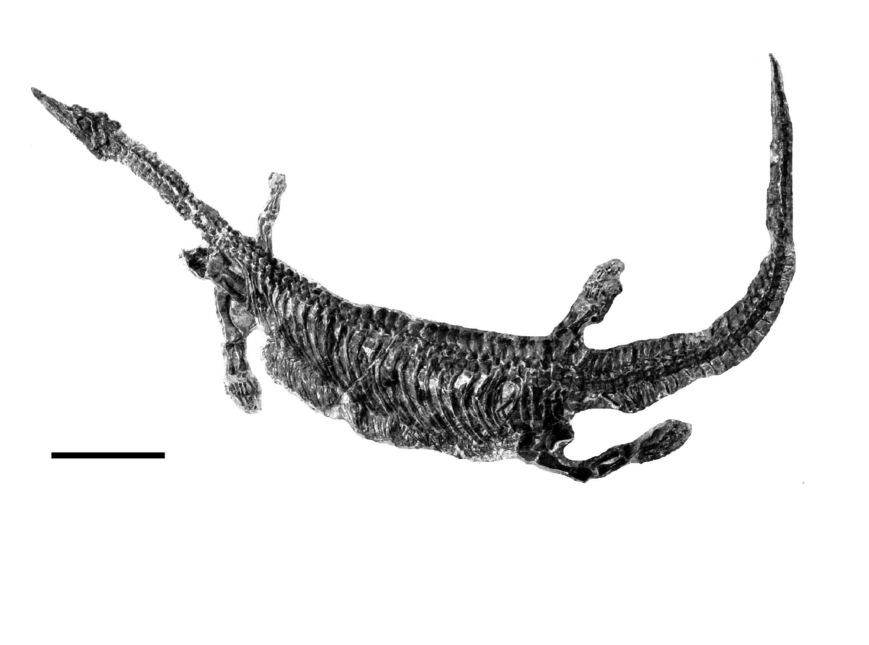 纤颌乌蒙龙 [Wumengosaurus delicatomandibularis]