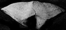 长塘颚头贝 长塘颚头贝