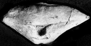 长塘颚头贝 长塘颚头贝