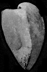 长塘颚头贝 长塘颚头贝