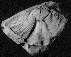 汉伯准云南贝1型