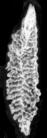 Skeletognathus norrisi