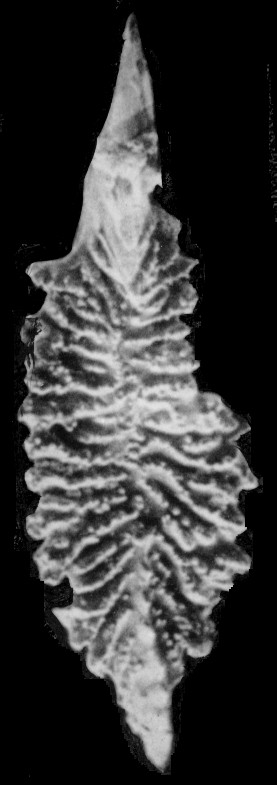 Skeletognathus norrisi