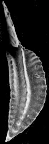 多颚牙形石属 多颚牙形石属