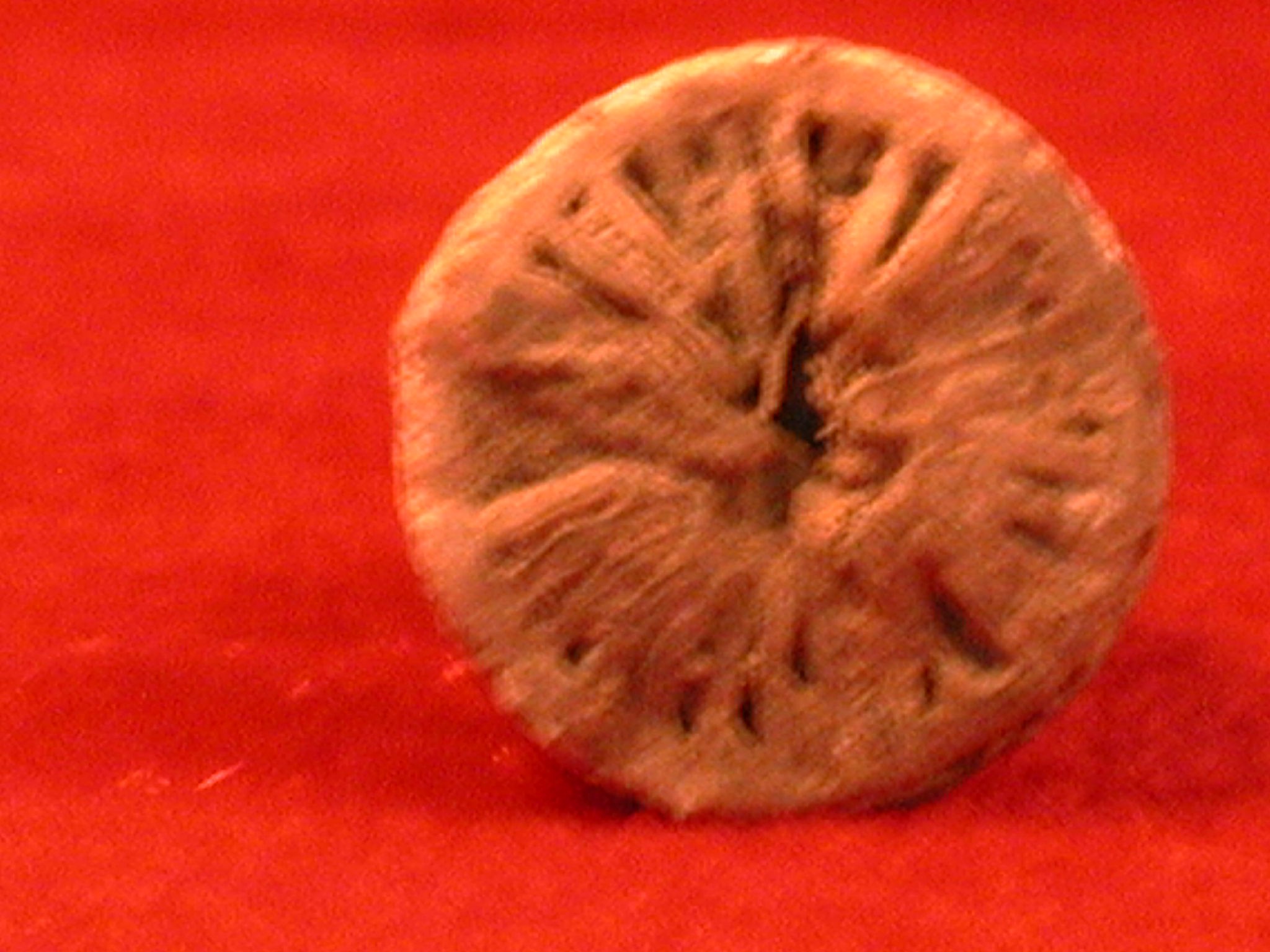 Polycoellia baytuganensis Sochkina