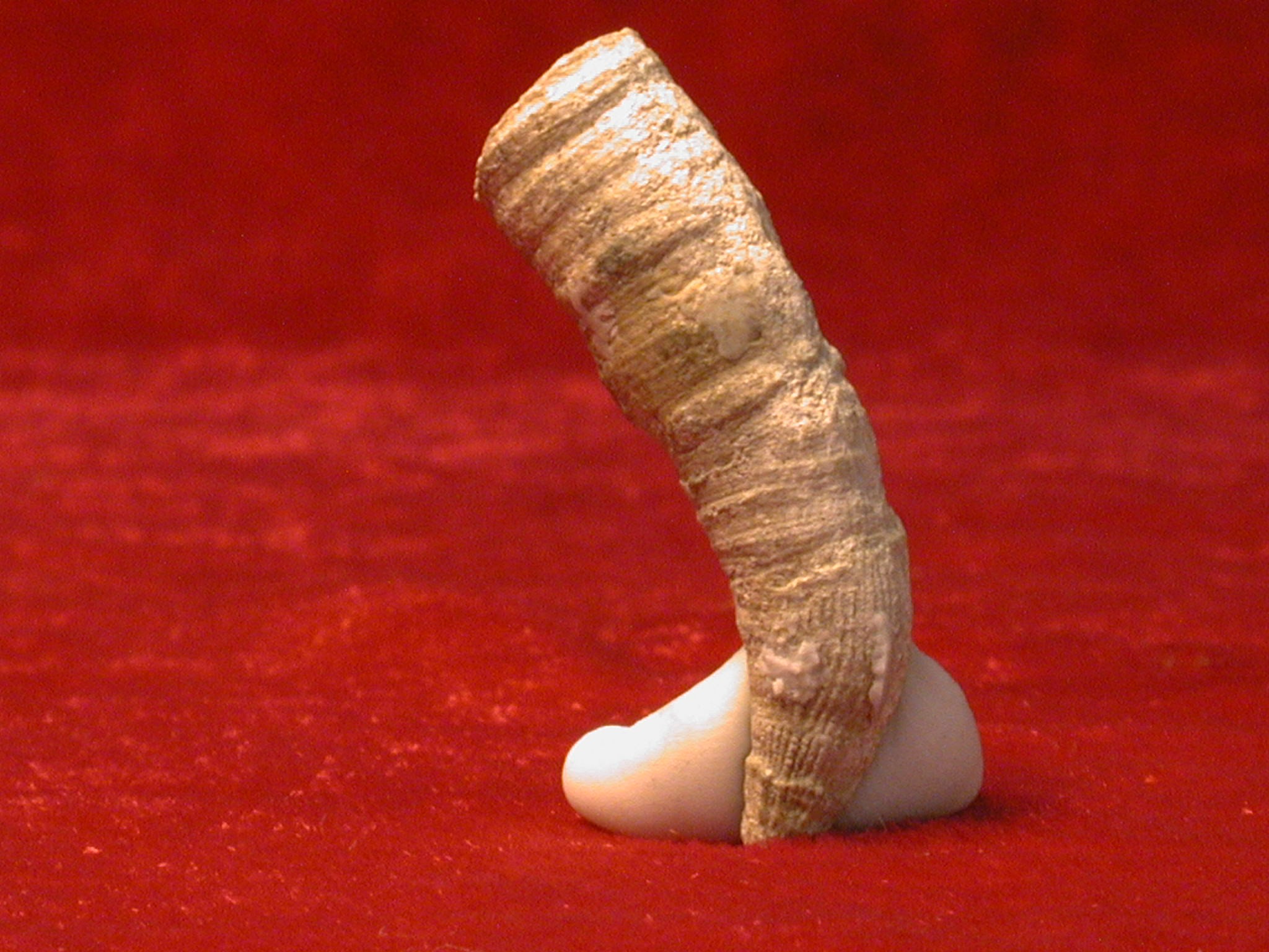 Polycoellia baytuganensis Sochkina