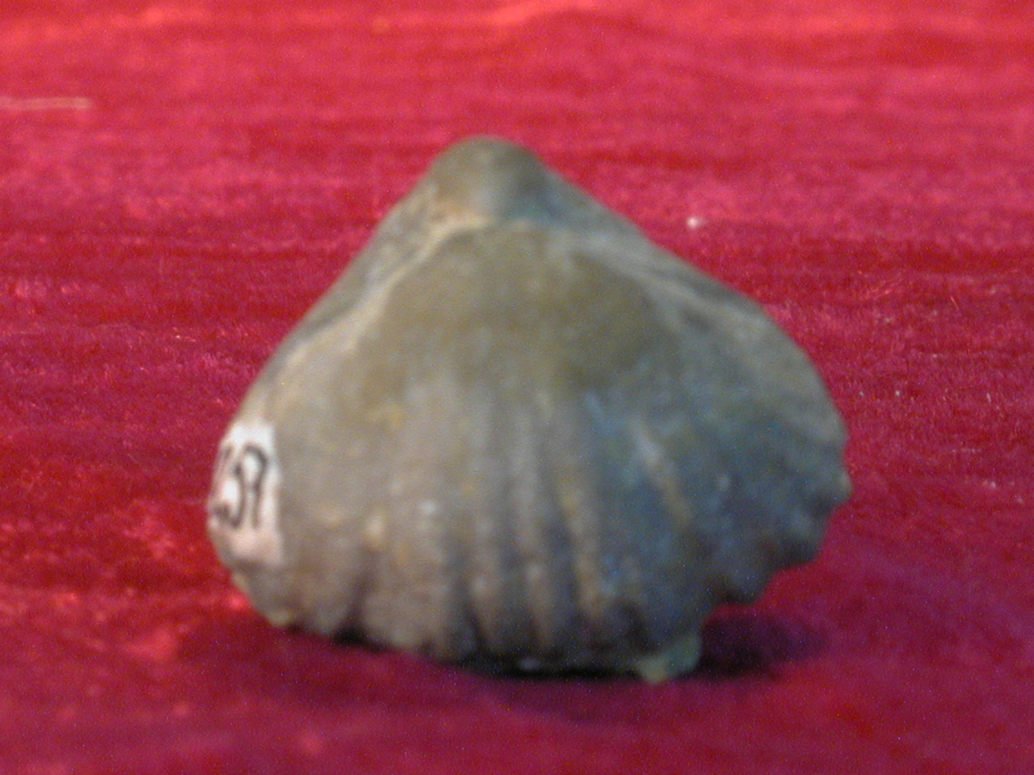 Camaropheria purdoni (Dav)