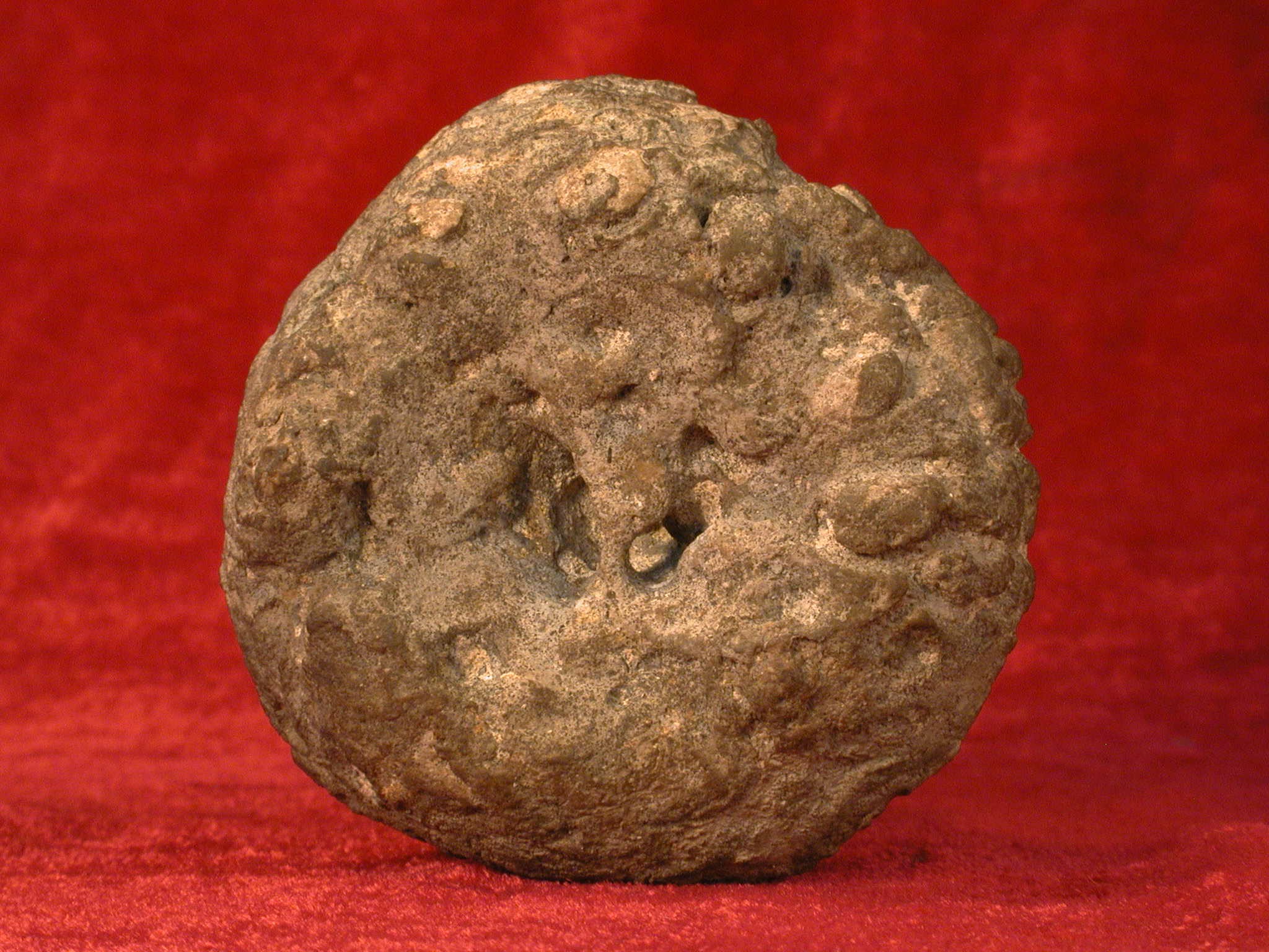 腔褶海绵未定种