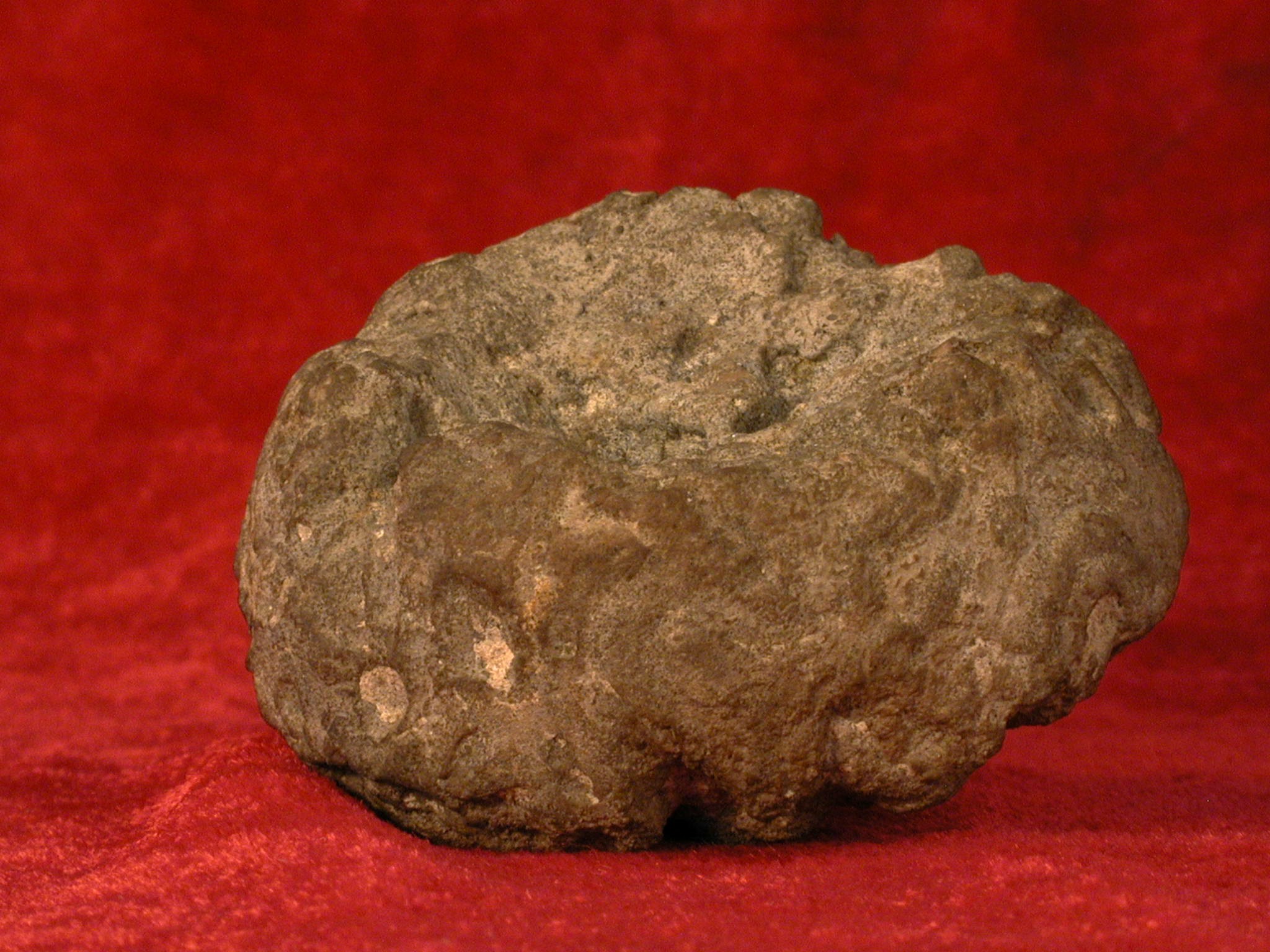 腔褶海绵未定种