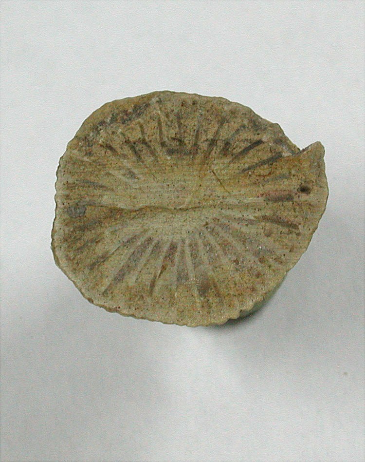 尼基丁假迟珊瑚