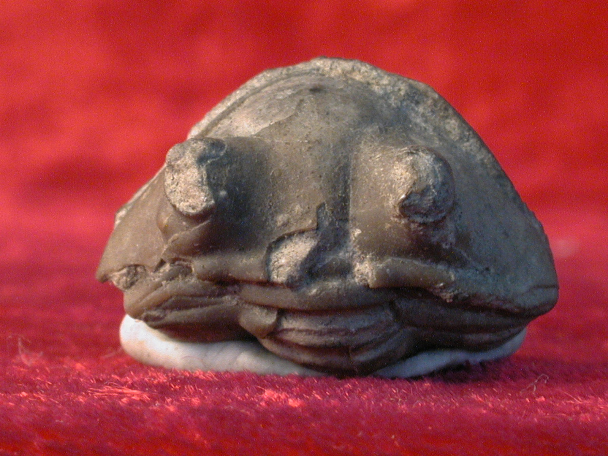 牙形石痕栉虫