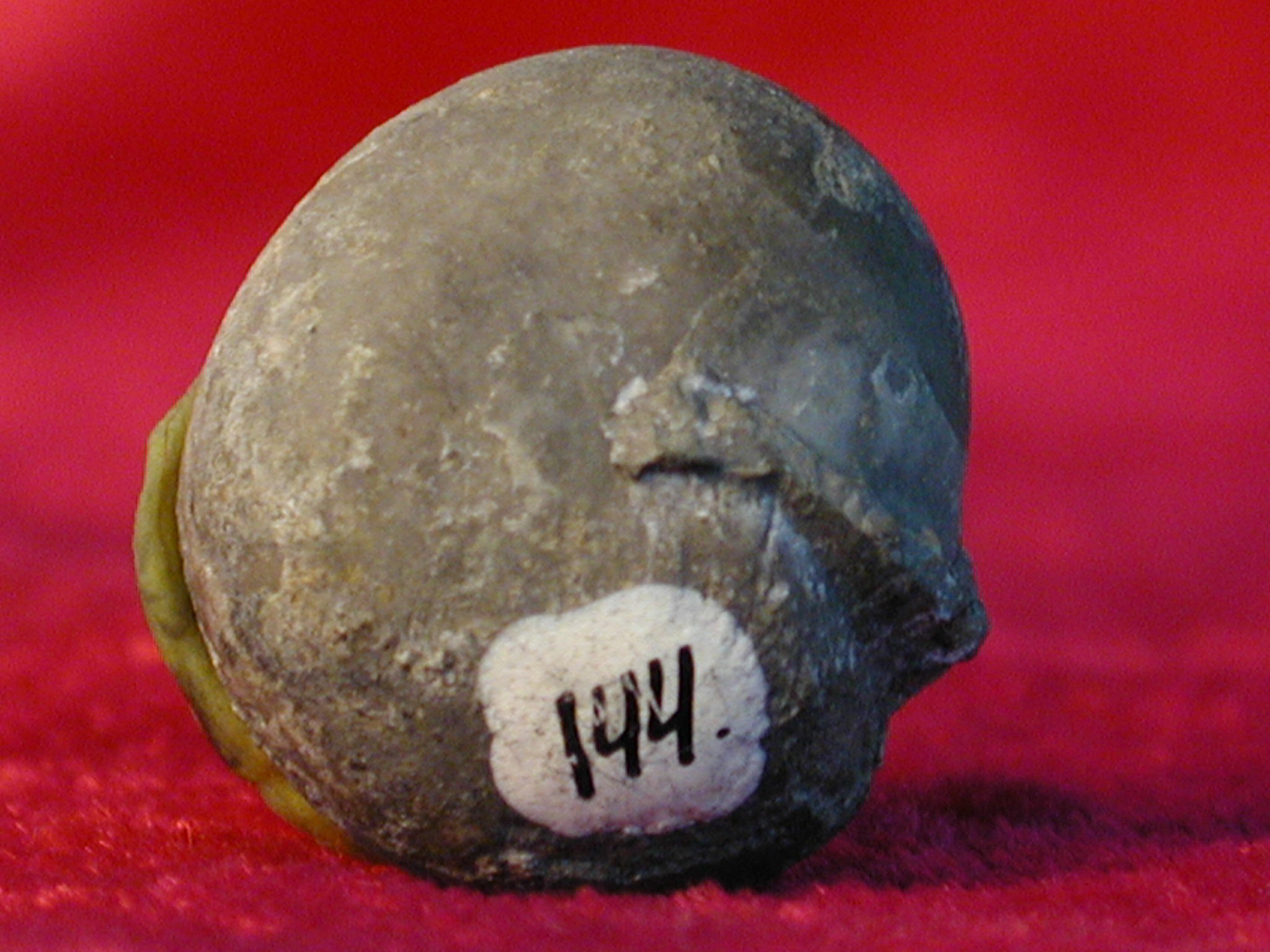 Prolobites delphinus