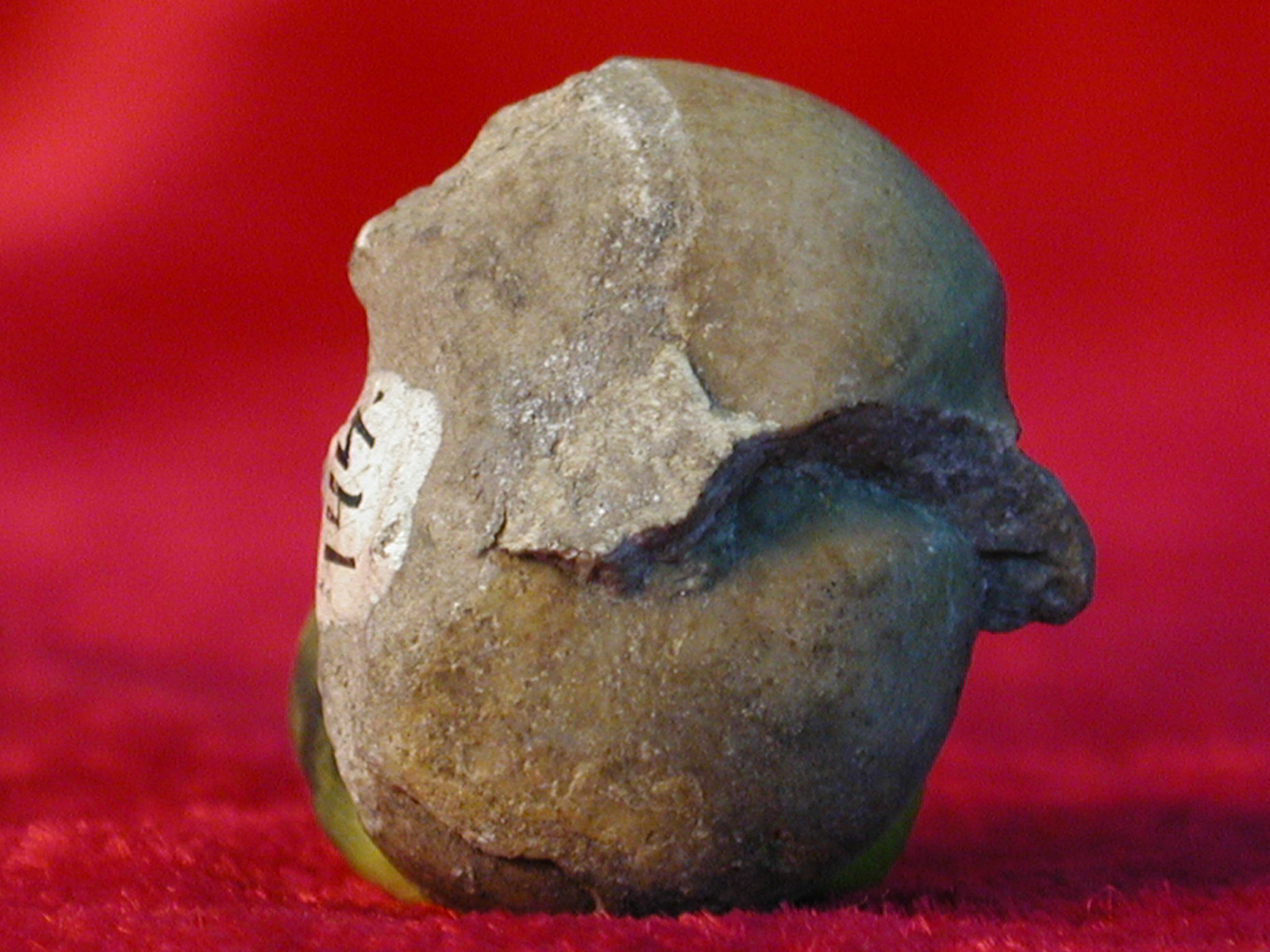 Prolobites delphinus